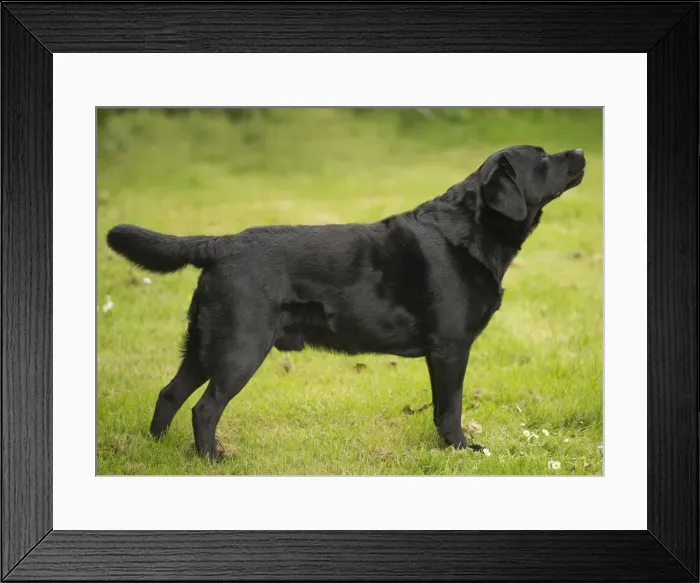 Framed Print : Picture No. 11770384 Framed Print : Picture No. 11770384