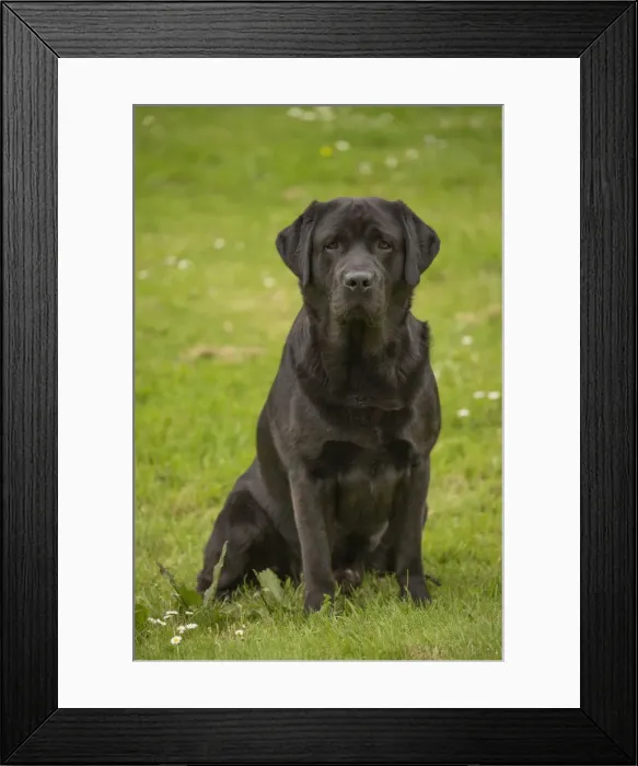 Framed Print : Picture No. 11770385 Framed Print : Picture No. 11770385