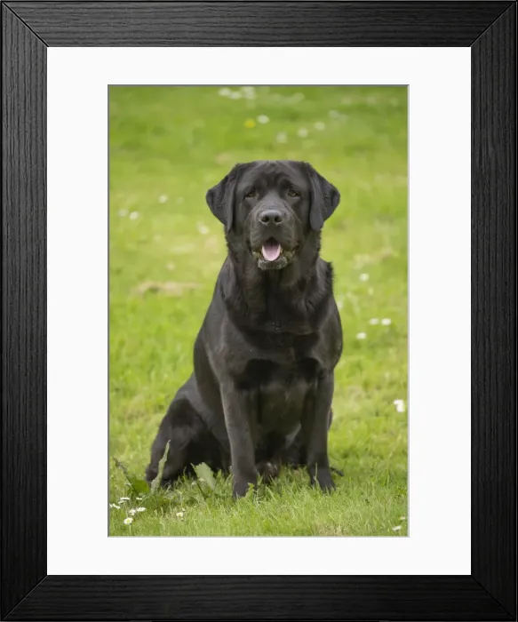 Framed Print : Picture No. 11770386 Framed Print : Picture No. 11770386