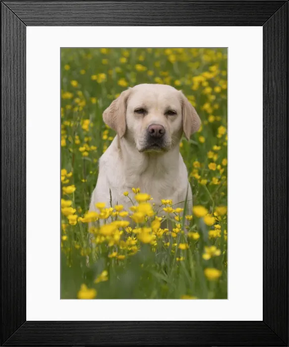 Framed Print : Picture No. 11770387 Framed Print : Picture No. 11770387