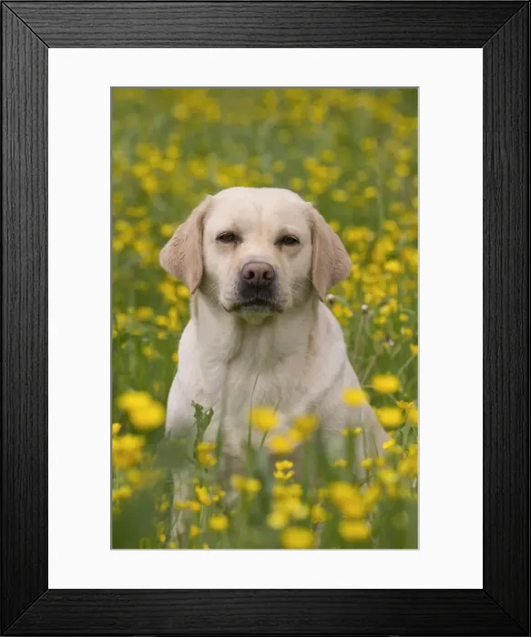 Framed Print : Picture No. 11770388 Framed Print : Picture No. 11770388