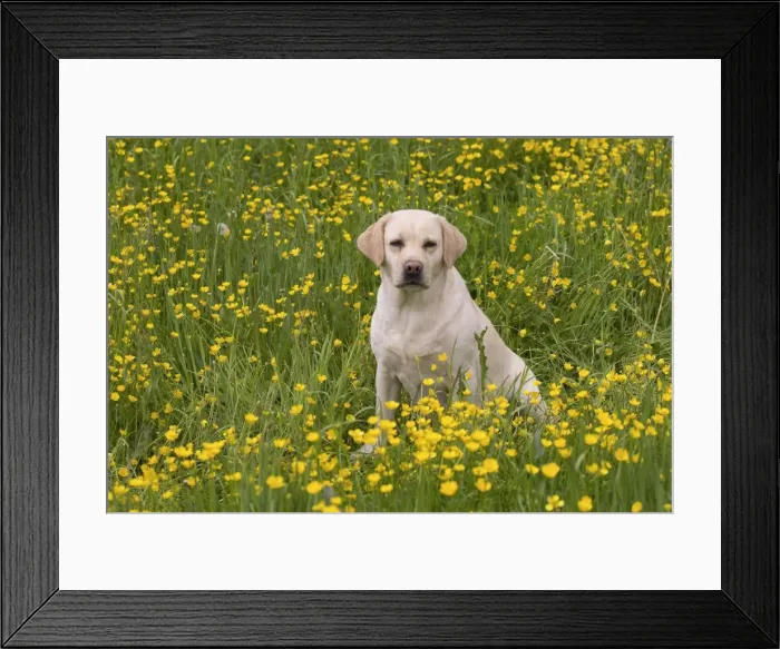 Framed Print : Picture No. 11770389 Framed Print : Picture No. 11770389