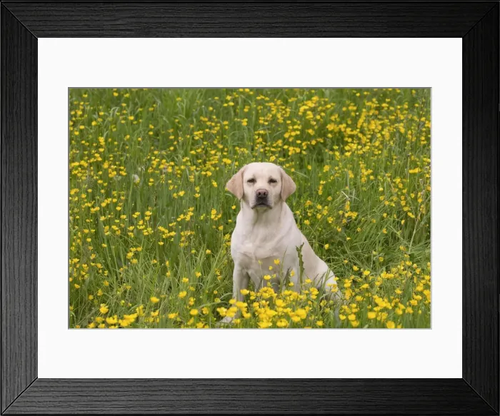 Framed Print : Picture No. 11770390 Framed Print : Picture No. 11770390