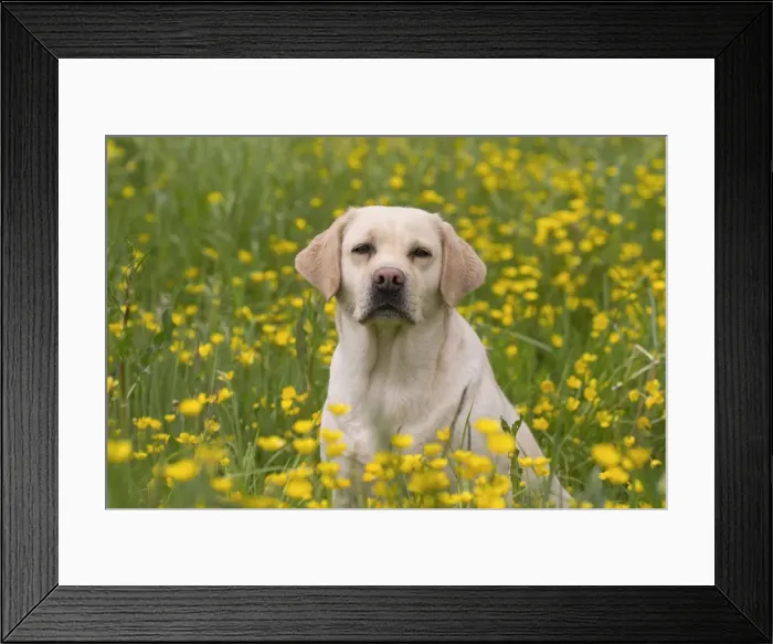 Framed Print : Picture No. 11770391 Framed Print : Picture No. 11770391