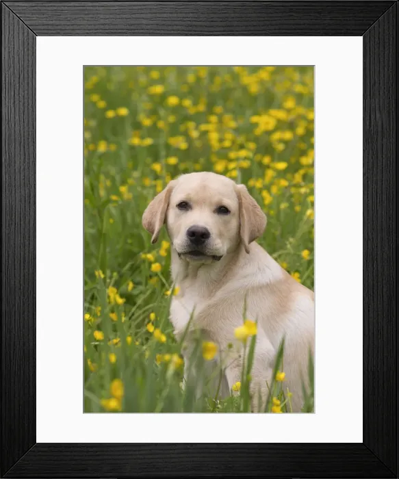 Framed Print : Picture No. 11770392 Framed Print : Picture No. 11770392