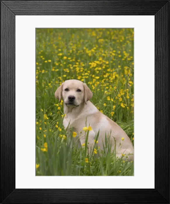 Framed Print : Picture No. 11770393 Framed Print : Picture No. 11770393