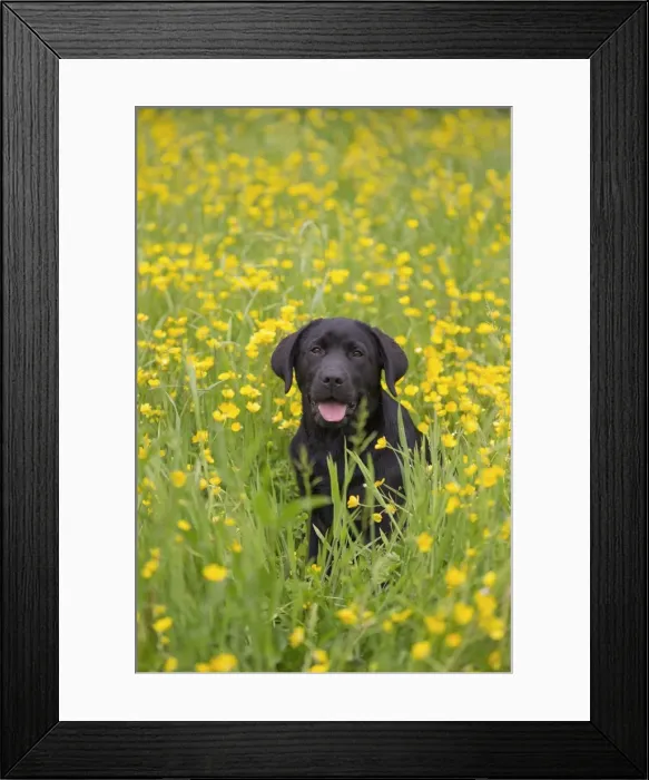 Framed Print : Picture No. 11770394 Framed Print : Picture No. 11770394