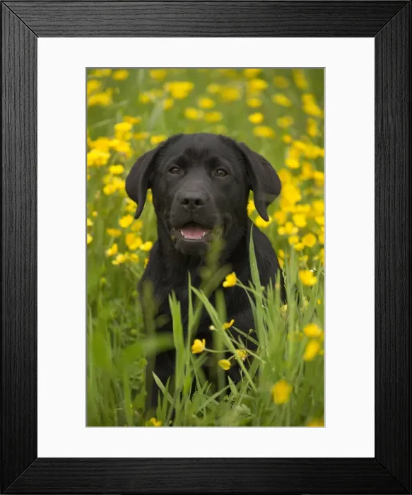 Framed Print : Picture No. 11770395 Framed Print : Picture No. 11770395