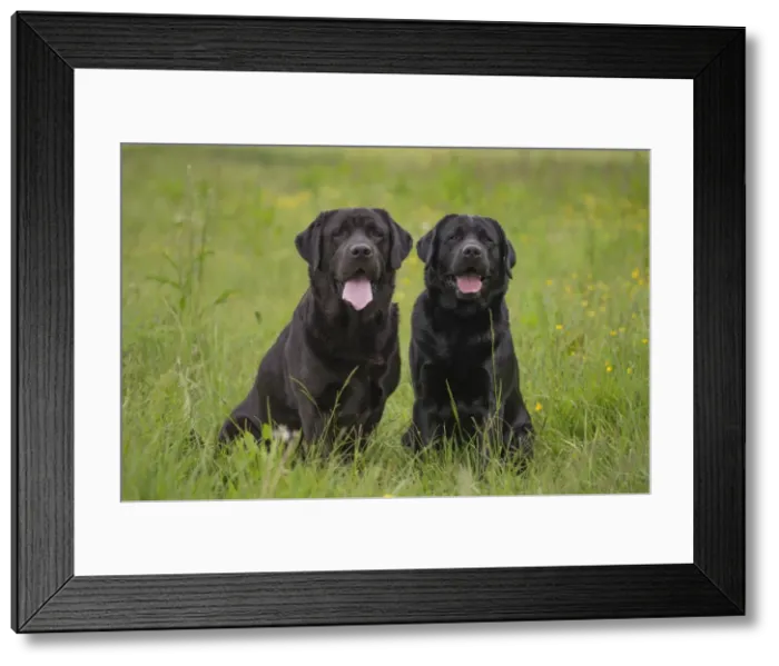 Framed Print : Picture No. 11770396 Framed Print : Picture No. 11770396