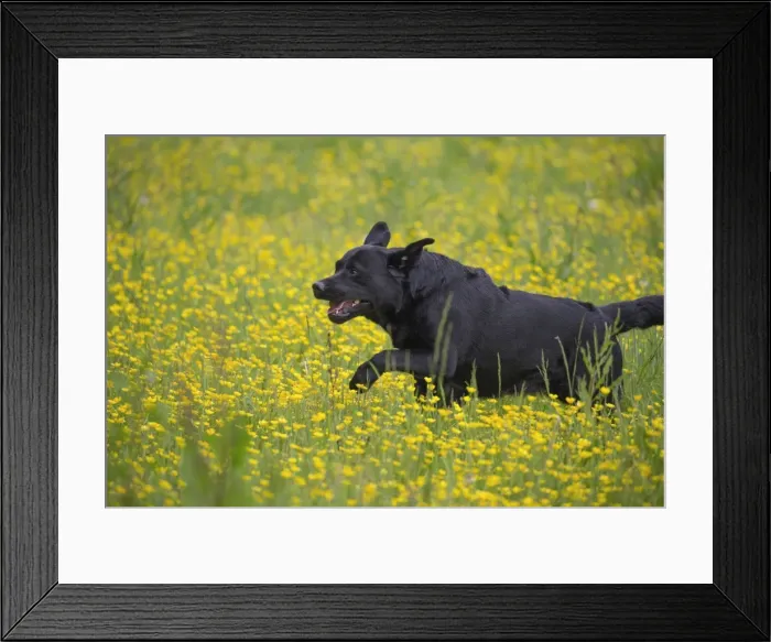 Framed Print : Picture No. 11770397 Framed Print : Picture No. 11770397