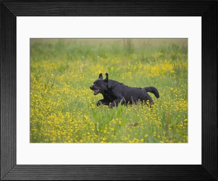 Framed Print : Picture No. 11770398 Framed Print : Picture No. 11770398