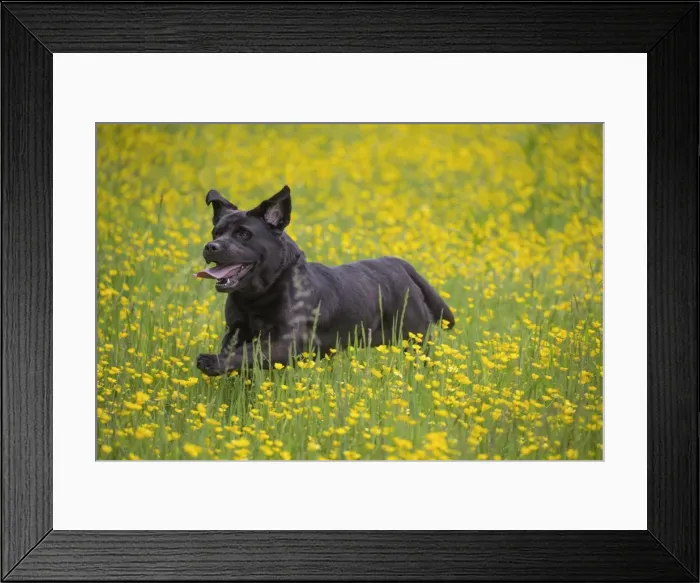 Framed Print : Picture No. 11770399 Framed Print : Picture No. 11770399