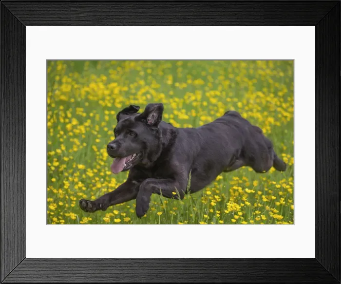 Framed Print : Picture No. 11770400 Framed Print : Picture No. 11770400