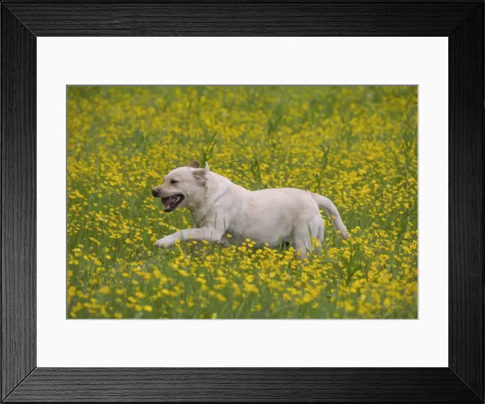 Framed Print : Picture No. 11770402 Framed Print : Picture No. 11770402