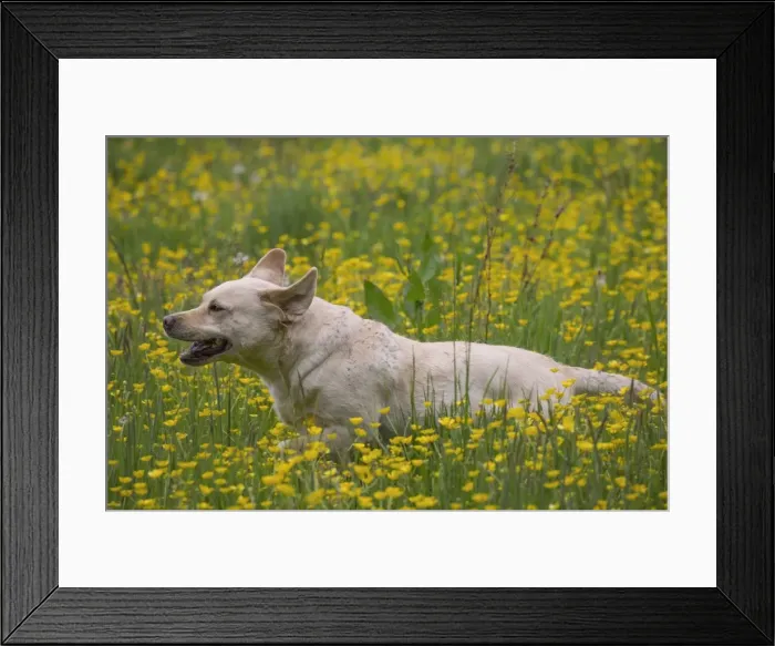 Framed Print : Picture No. 11770403 Framed Print : Picture No. 11770403