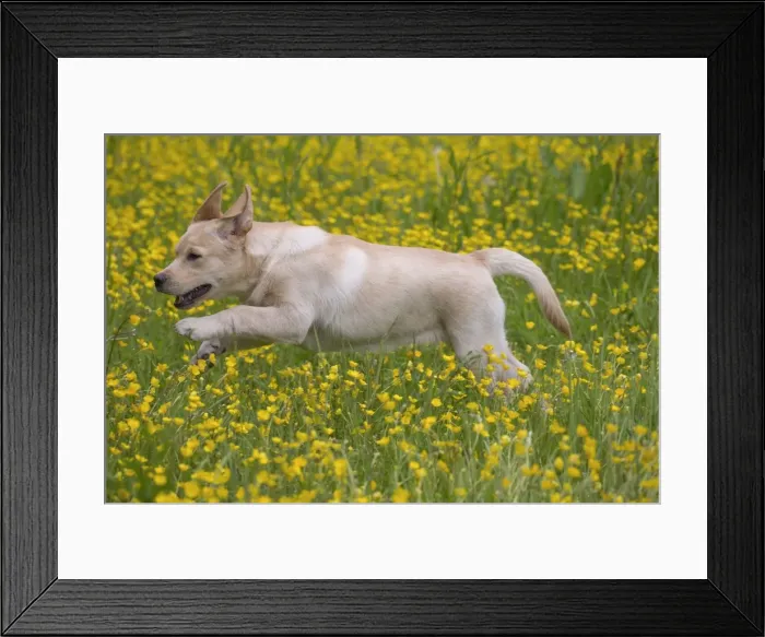 Framed Print : Picture No. 11770404 Framed Print : Picture No. 11770404