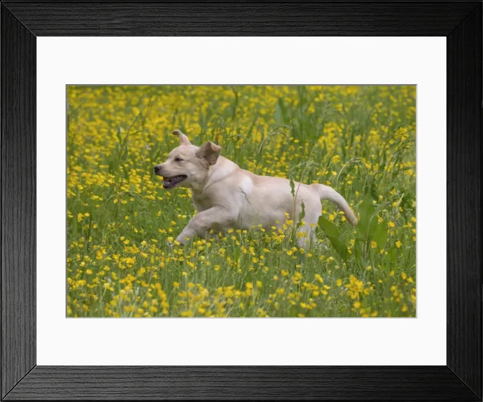 Framed Print : Picture No. 11770405 Framed Print : Picture No. 11770405