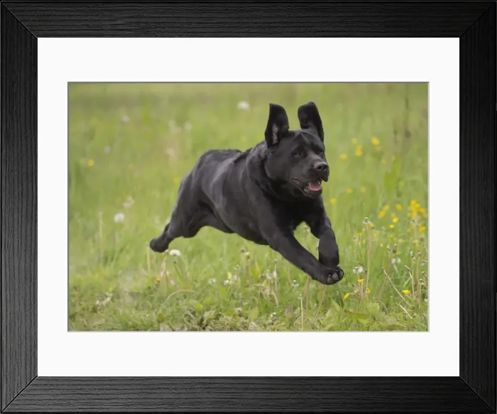 Framed Print : Picture No. 11770407 Framed Print : Picture No. 11770407