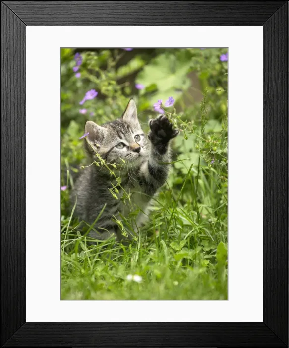 Framed Print : Picture No. 11770409 Framed Print : Picture No. 11770409