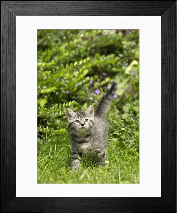Framed Print : Picture No. 11770410 Framed Print : Picture No. 11770410