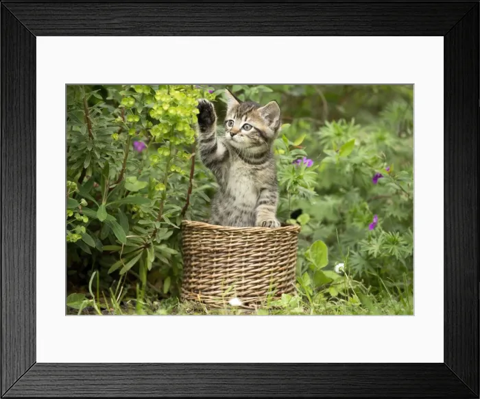 Framed Print : Picture No. 11770412 Framed Print : Picture No. 11770412