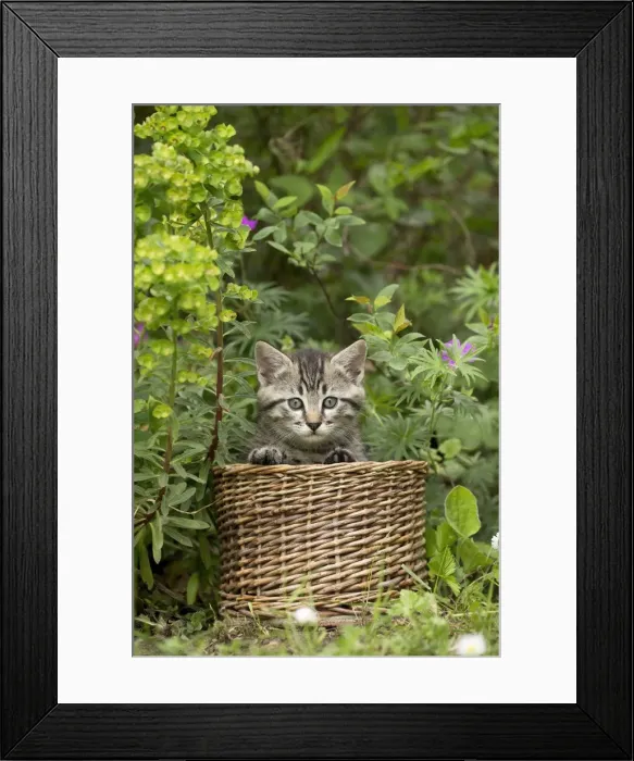 Framed Print : Picture No. 11770413 Framed Print : Picture No. 11770413