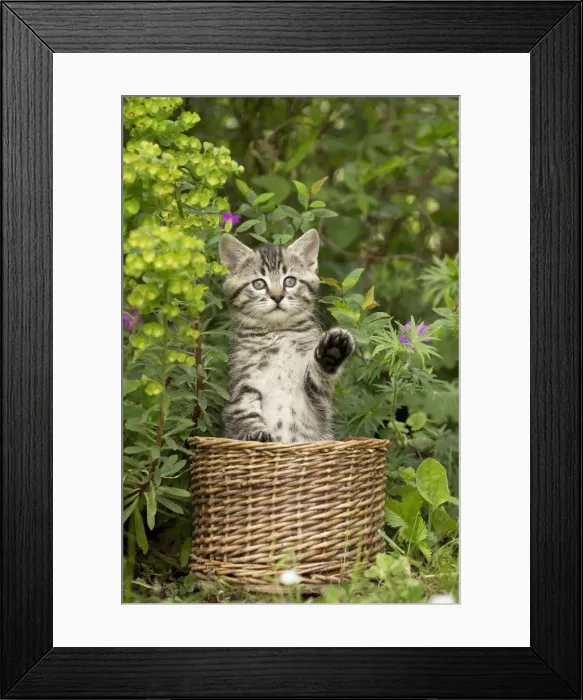 Framed Print : Picture No. 11770414 Framed Print : Picture No. 11770414