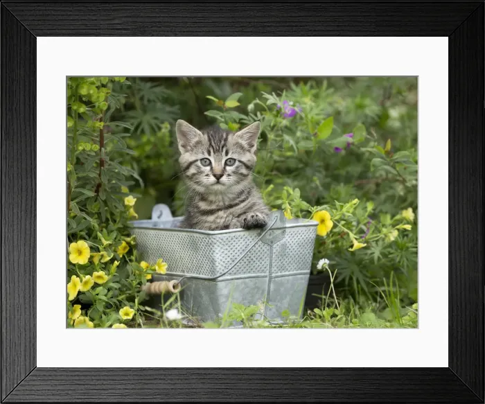 Framed Print : Picture No. 11770415 Framed Print : Picture No. 11770415