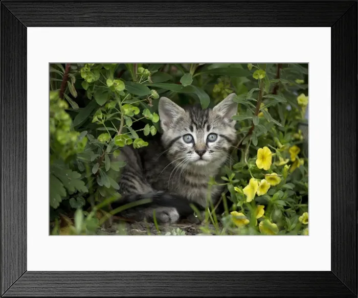 Framed Print : Picture No. 11770416 Framed Print : Picture No. 11770416