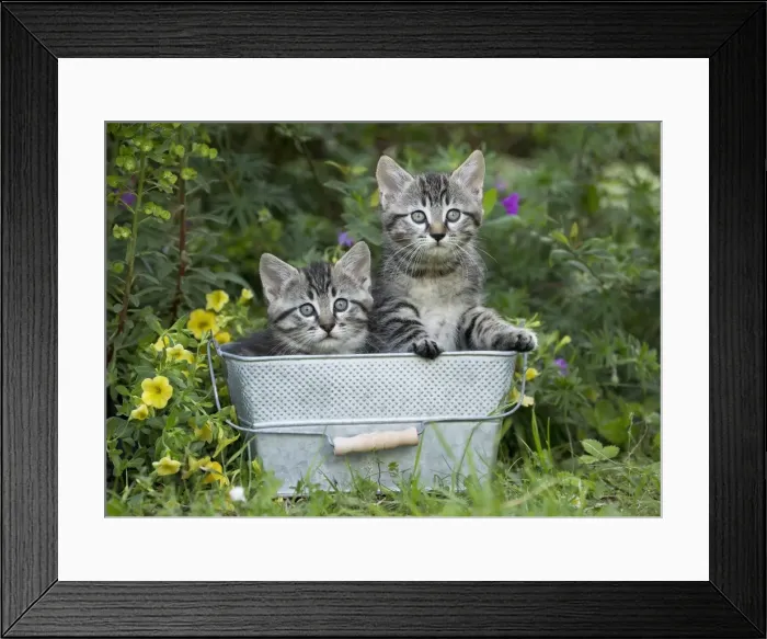 Framed Print : Picture No. 11770417 Framed Print : Picture No. 11770417