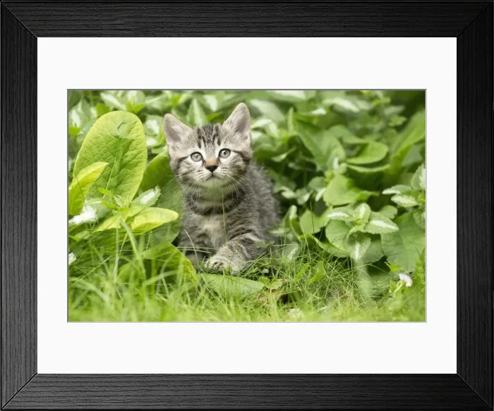 Framed Print : Picture No. 11770418 Framed Print : Picture No. 11770418