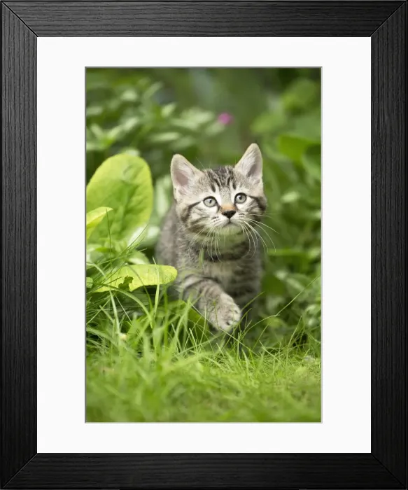 Framed Print : Picture No. 11770419 Framed Print : Picture No. 11770419