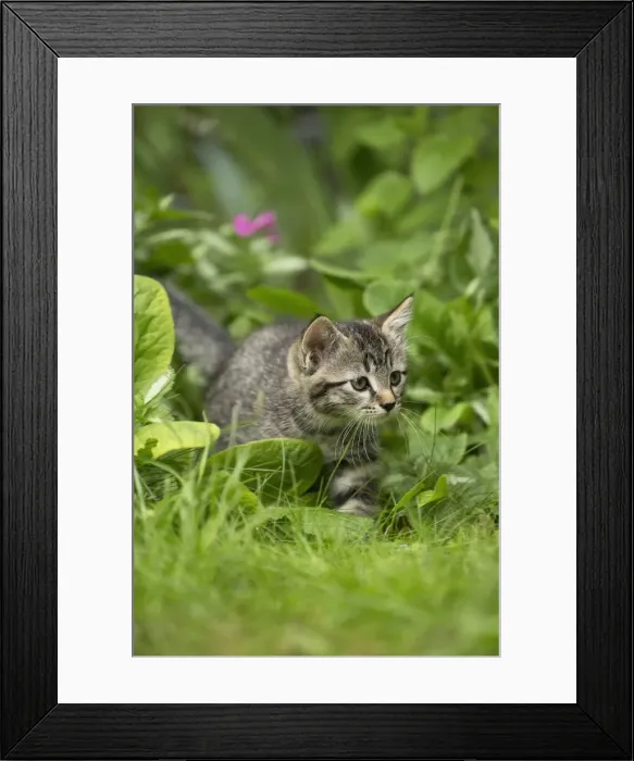 Framed Print : Picture No. 11770420 Framed Print : Picture No. 11770420