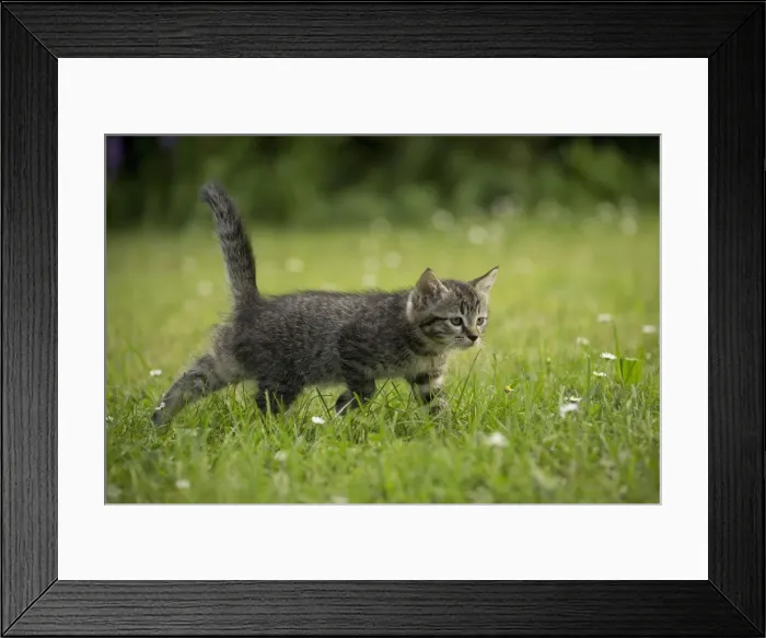 Framed Print : Picture No. 11770422 Framed Print : Picture No. 11770422