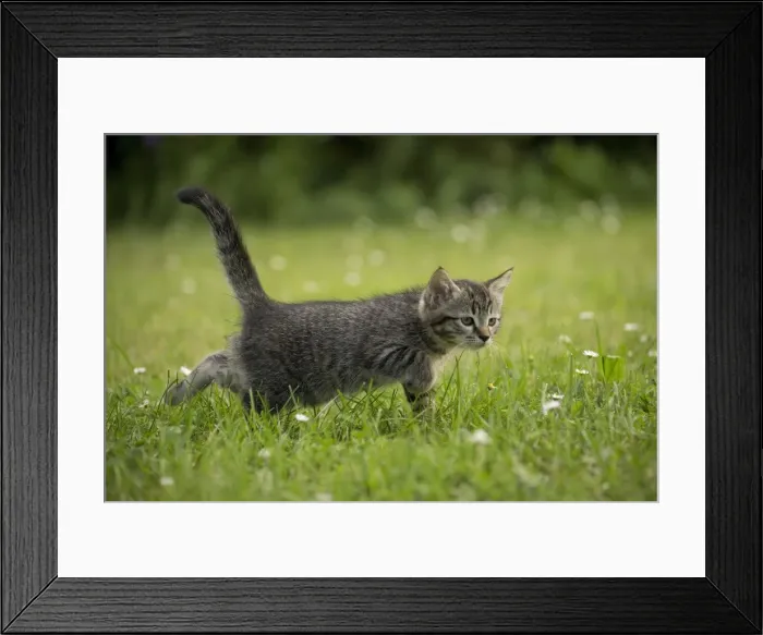 Framed Print : Picture No. 11770423 Framed Print : Picture No. 11770423