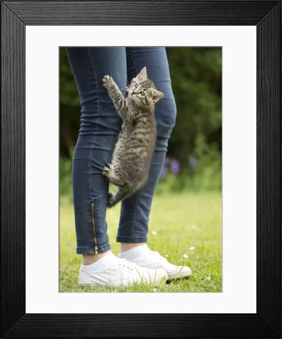 Framed Print : Picture No. 11770424 Framed Print : Picture No. 11770424