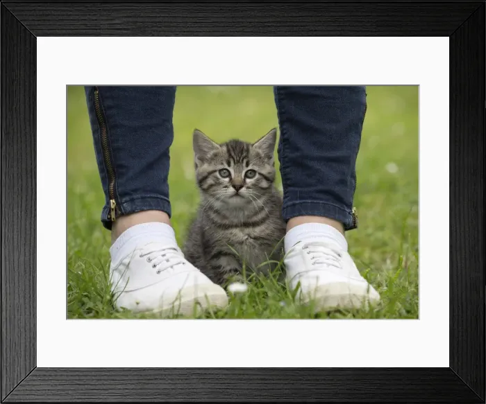 Framed Print : Picture No. 11770425 Framed Print : Picture No. 11770425