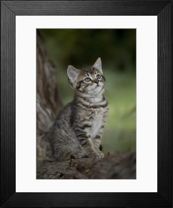 Framed Print : Picture No. 11770428 Framed Print : Picture No. 11770428