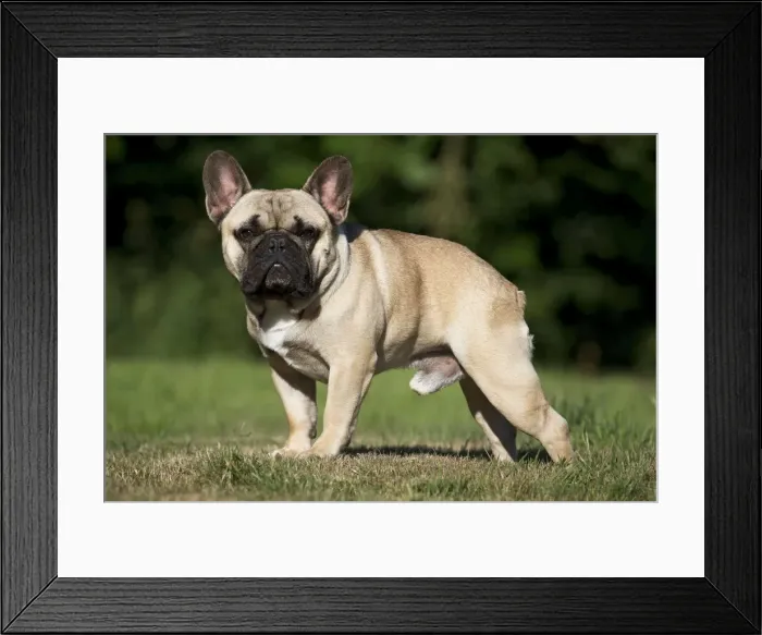 Framed Print : Picture No. 11770434 Framed Print : Picture No. 11770434