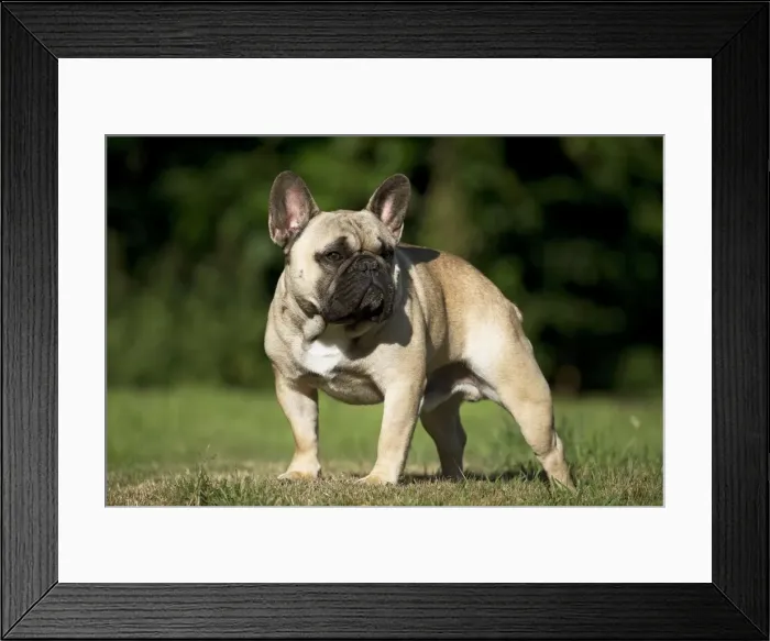 Framed Print : Picture No. 11770435 Framed Print : Picture No. 11770435