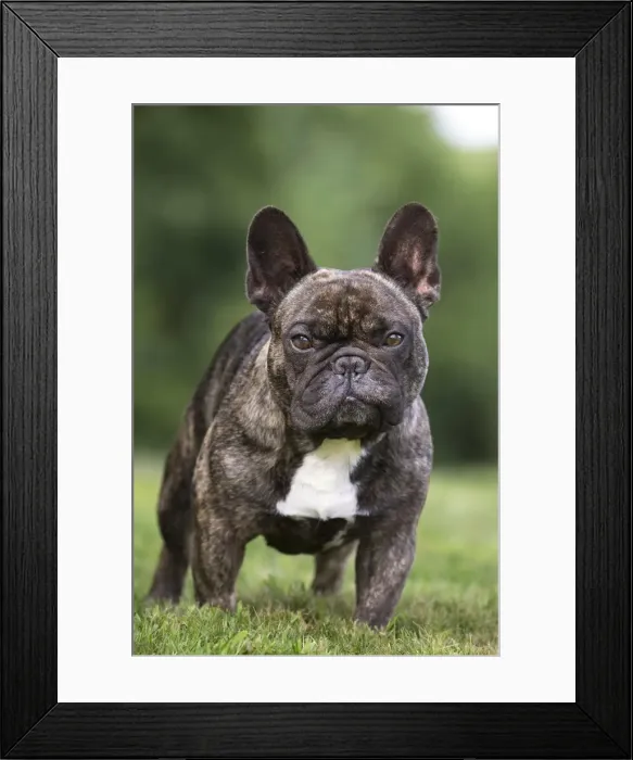 Framed Print : Picture No. 11770437 Framed Print : Picture No. 11770437