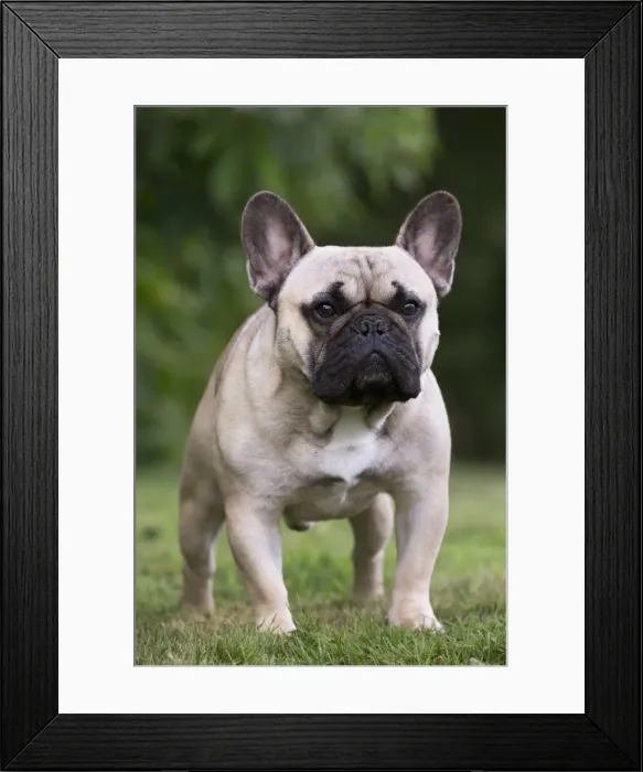 Framed Print : Picture No. 11770439 Framed Print : Picture No. 11770439