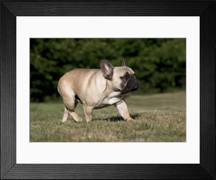 Framed Print : Picture No. 11770441 Framed Print : Picture No. 11770441