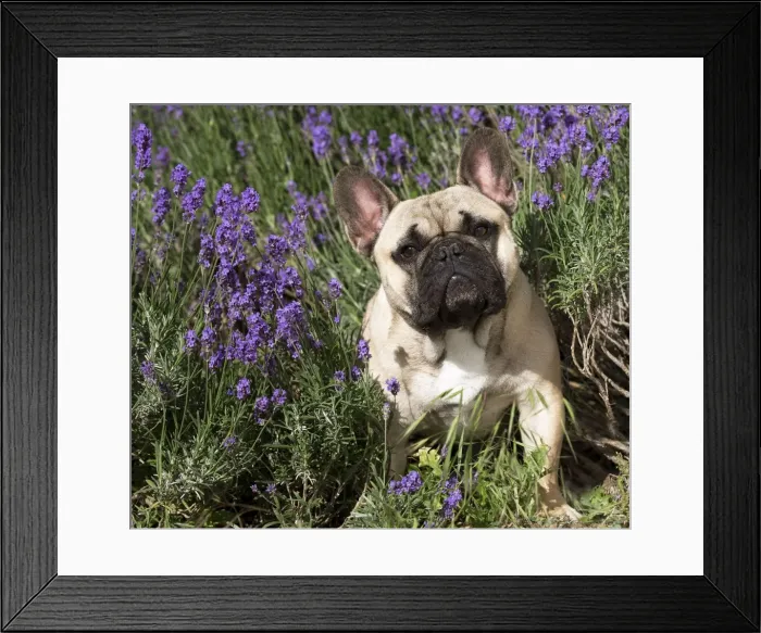 Framed Print : Picture No. 11770442 Framed Print : Picture No. 11770442