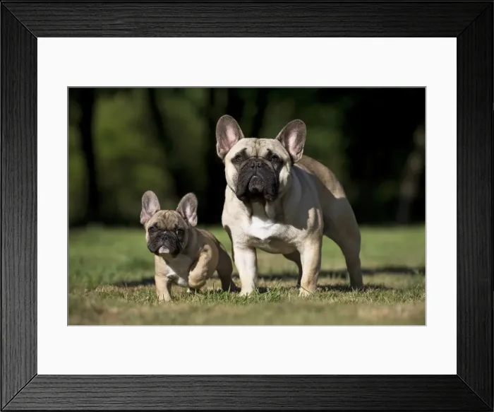 Framed Print : Picture No. 11770443 Framed Print : Picture No. 11770443