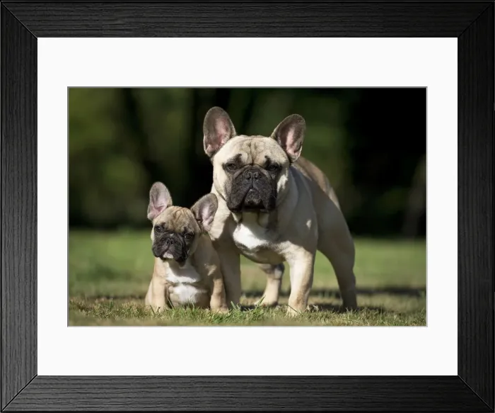Framed Print : Picture No. 11770444 Framed Print : Picture No. 11770444