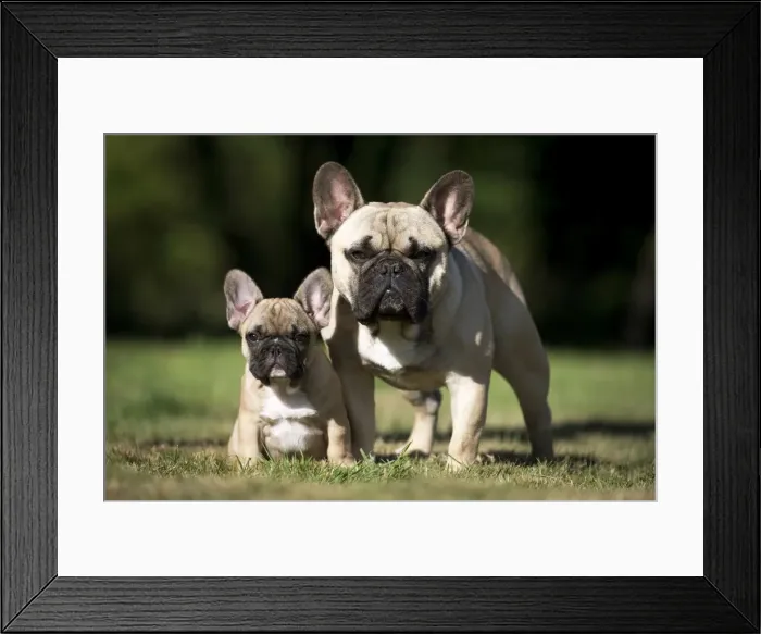 Framed Print : Picture No. 11770445 Framed Print : Picture No. 11770445