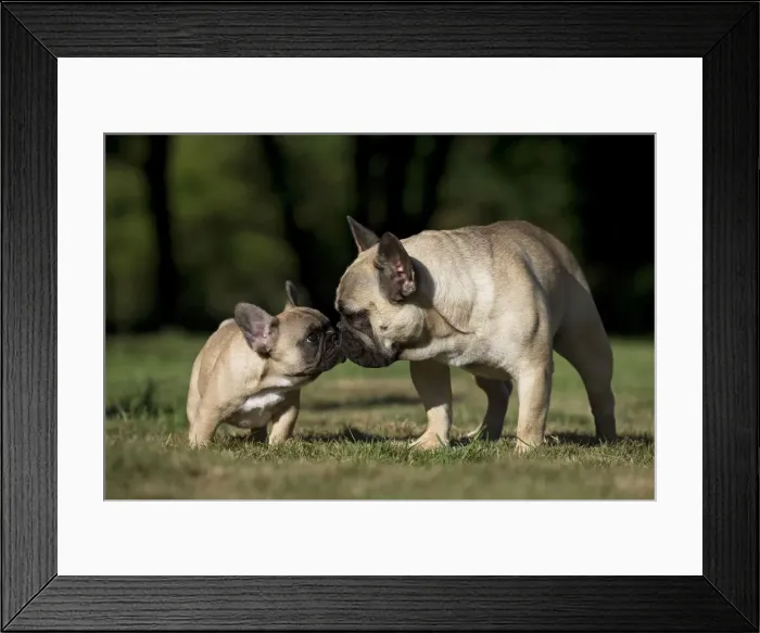 Framed Print : Picture No. 11770446 Framed Print : Picture No. 11770446
