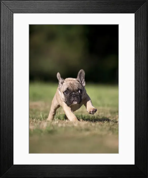 Framed Print : Picture No. 11770448 Framed Print : Picture No. 11770448