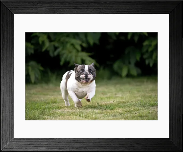 Framed Print : Picture No. 11770451 Framed Print : Picture No. 11770451